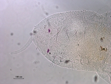 Photomicrograph of a slide mounted worm. The head has an eyespot and a proboscis. The first 4 segments have ventral chaetae but not dorsal chaetae.