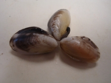 Three quagga mussels on a flat surface, arranged like a pinwheel with their bottom ends touching. They are approximately oval shaped and have some dark stripes but are not uniformly striped. Each one has a different pattern.