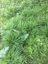 A patch of grasses growing in circular clumps.