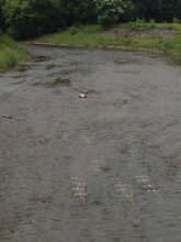 Three traps set up in a stream.