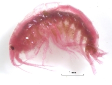 a small scud, a shrimp-like crustacean, preserved and dyed with Rose Bengal. Scale bar 1 mm, specimen roughly 5 mm long and slightly curved.
