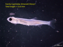A young fish that is white with a large black eye. Text: Family Cyprinidae (Emerald Shiner), Total length = 13.6mm