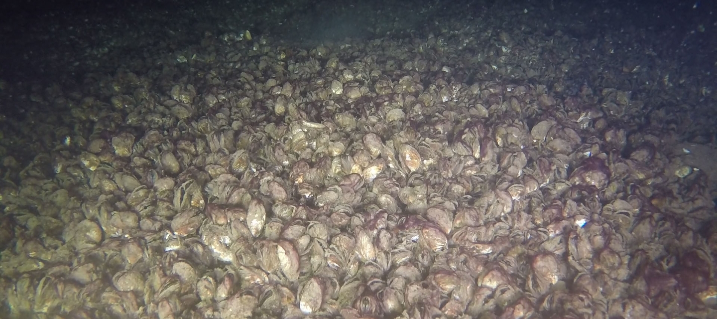 An underwater picture of a colony of freshwater mussels living on the bottom of the water.