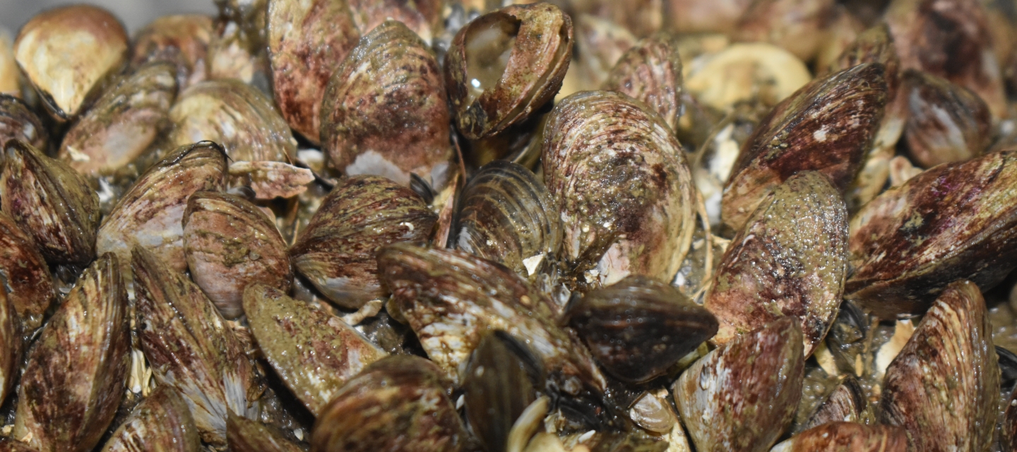 Close-up of a clump of tightly packed mussels out of the water