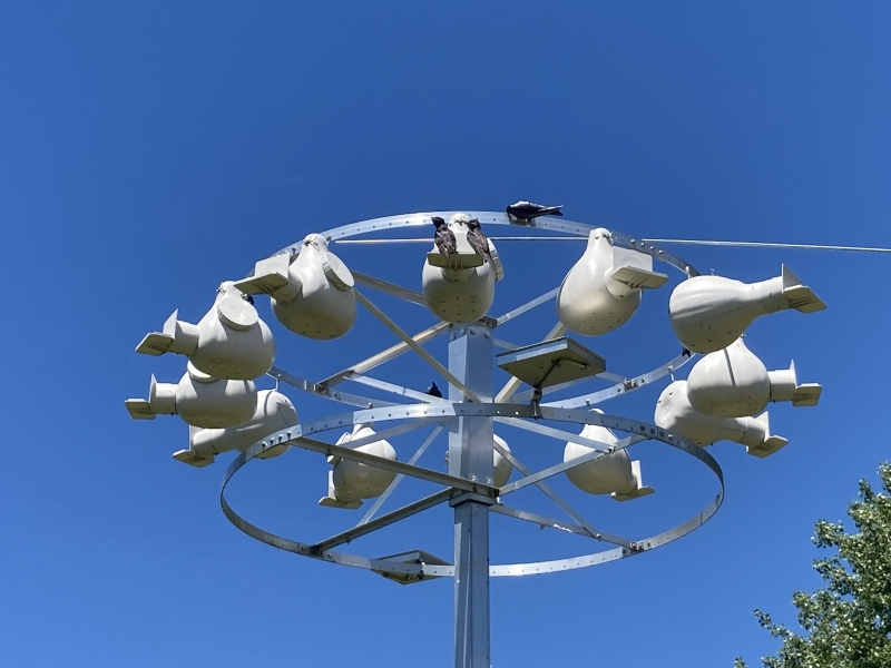 Twelve round bird houses in a ring around a pole, against a clear sky. There are two dark-colored birds perched in front of one of the bird houses. There is a decoy bird on the structure near them.