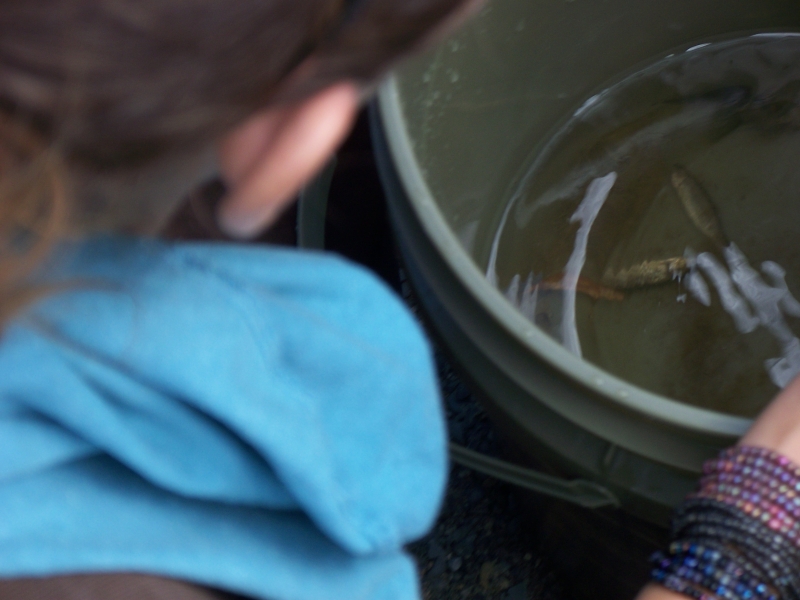 A person looks at fish in a bucket.