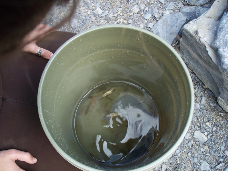 A person peers into a bucket with a few small fish