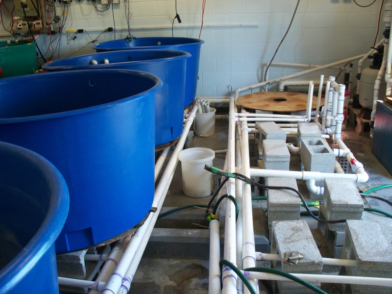 A row of large round tanks next to a row of exposed pipes and cinderblocks