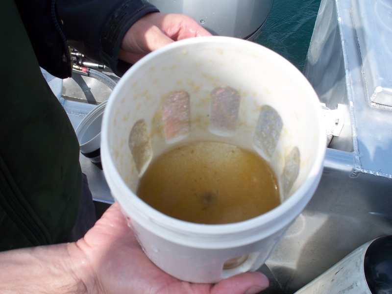 Someone holds a jar of water full of plankton