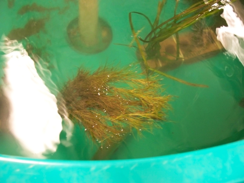 Submerged plants in a large round tank.