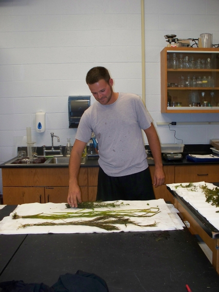 A person stands in a lab with plants laid out on paper towels.