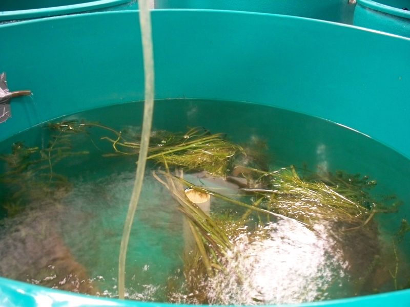 A large round tank with water and submerged weeds.