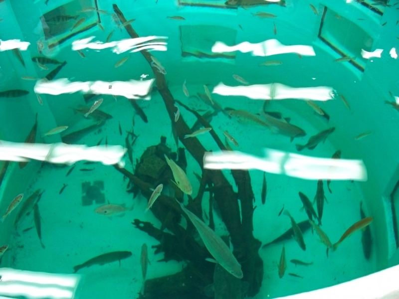 Looking down into a large round aquarium full of fish and a log