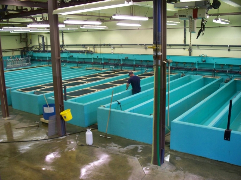 A room full of large rectangular fiberglass fish tanks. The tanks appear to be empty. One person stands in between two of the tanks