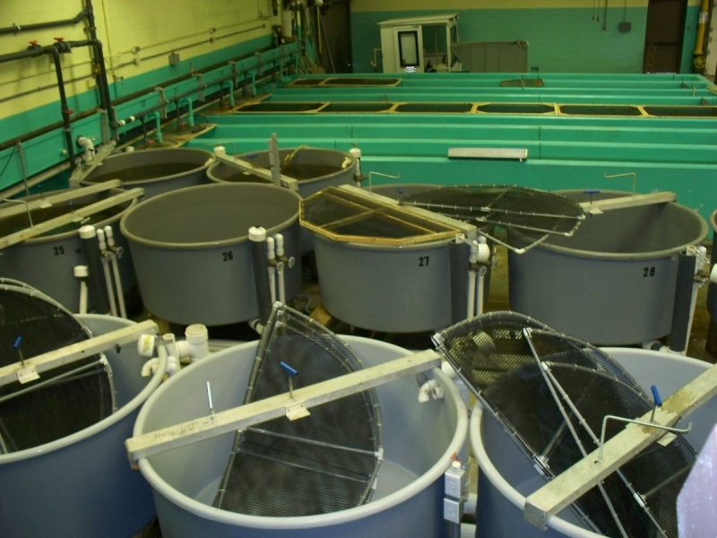 Round fish tanks with screen lids sitting in them, with rectangular fiberglass fish tanks behind them. The tanks appear to be empty.