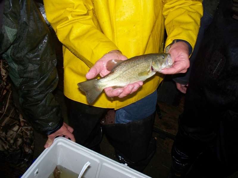 A person in a rain coat holds a medium-sized fish in their hands