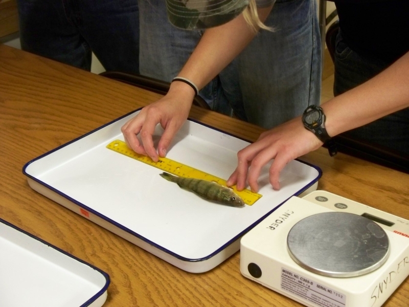 A person uses a ruler to measure a narrow fish on a ceramic pan with a scale next to it