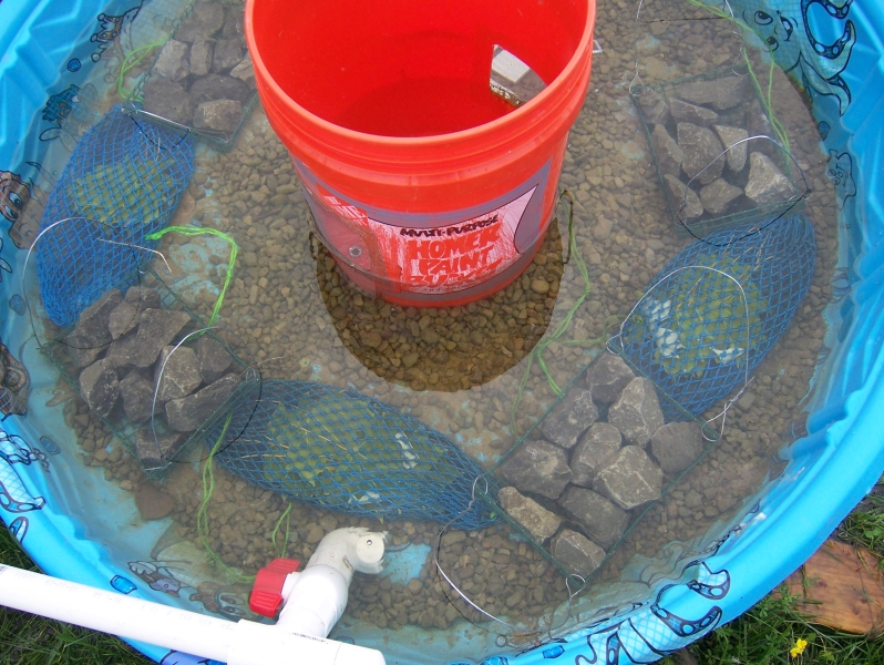 A shallow kiddie pool with a bucket in the center. The bottom has gravel and mesh bags with leaves, and baskets with larger rocks inside. There is some water in the pool, and a pipe runs along one side.