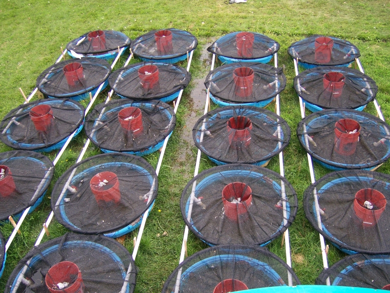 Twenty kiddie pools with mesh over them are arranged on the grass, connected with pipes, taken from above.