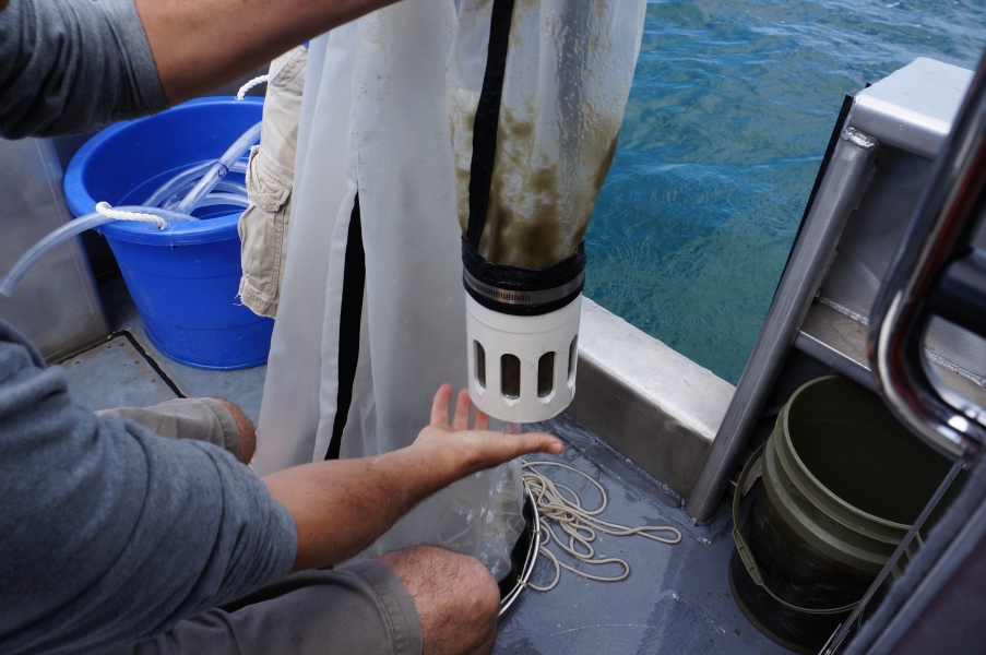 A person on a boat holds up the bottom of a conical net to show that the jar at the bottom and part of the net are full of something green or brown.