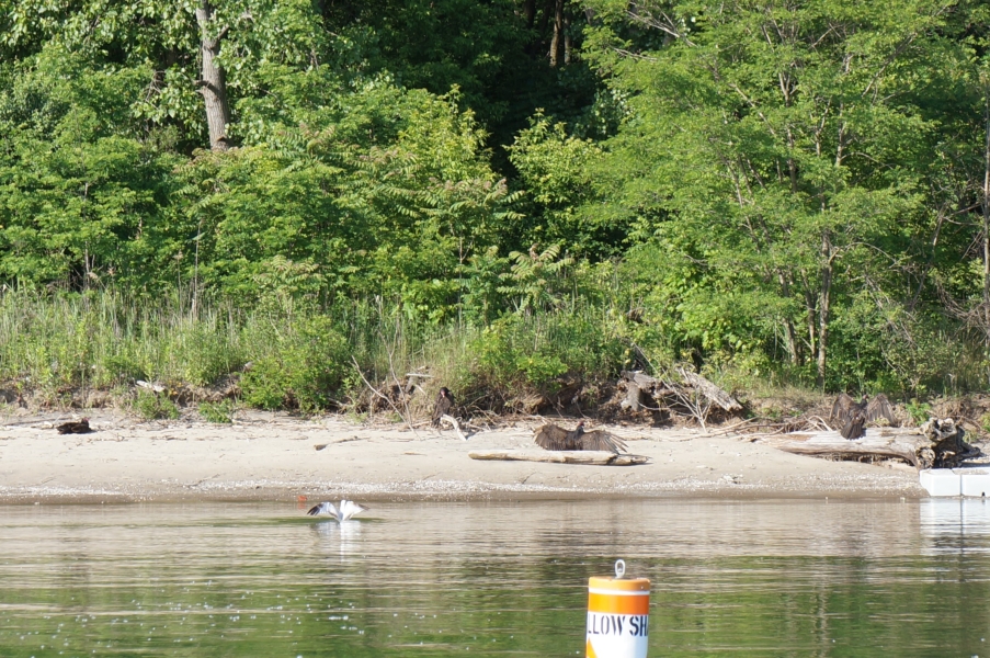 A few large black birds sit on the sand by the edge of the water, while a smaller white bird alights on the water. There is a buoy that says "Shallow." Two of the large black birds have their wings spread.