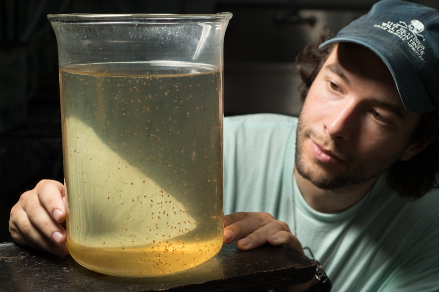 A graduate student crouched and looking at a large beaker with seed-sized zooplankton floating in it.