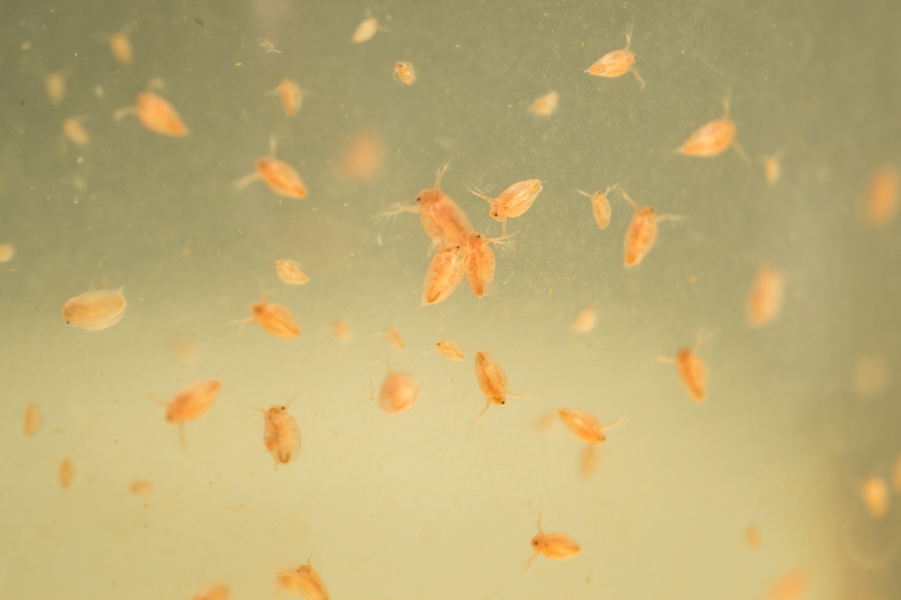 Small round zooplankton with an eyespot and two arm-like antennae float in water.