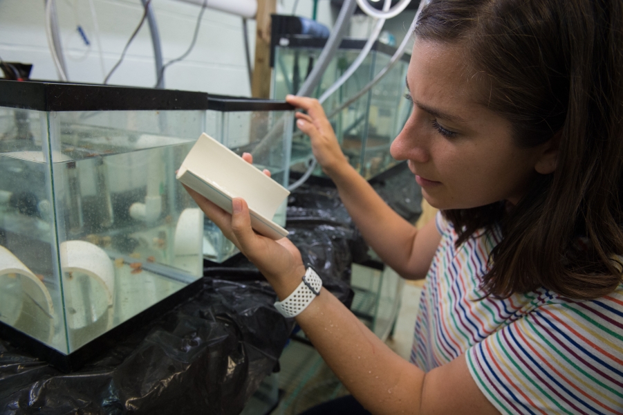 A graduate student looks at an aquarium tank with plastic shelters inside it while she holds another plastic shelter in her hand.