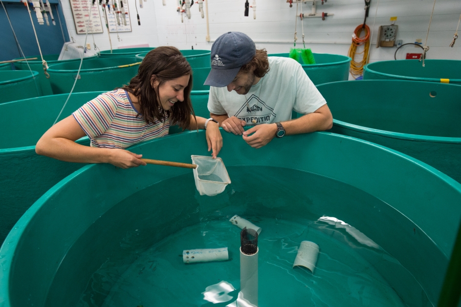 Two graduate students in a room full of large round tanks look at a fish in a dip net