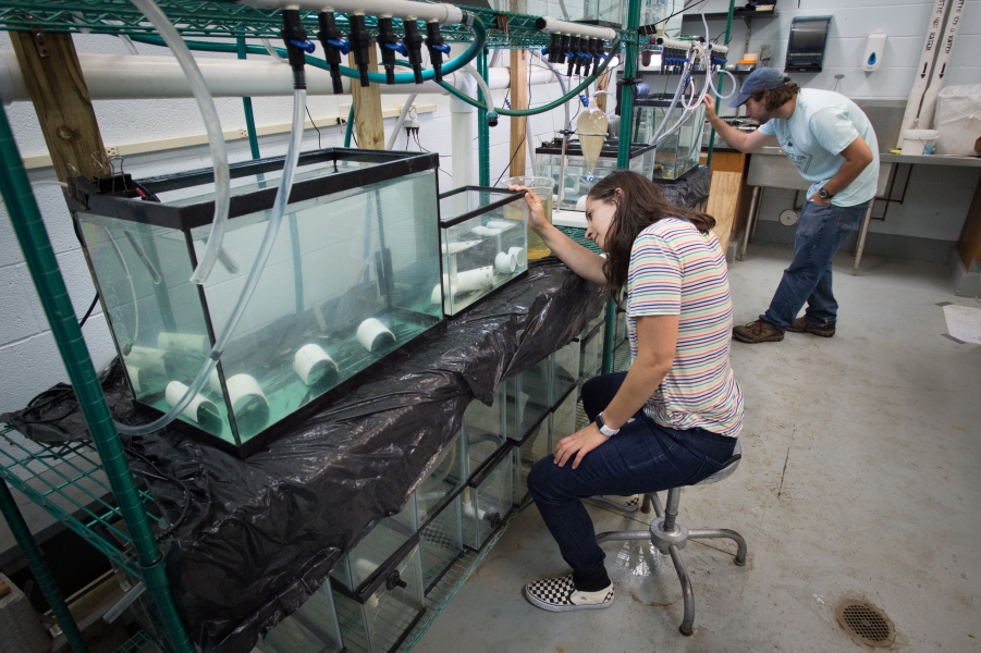 Two graduate students set up experimental aquariums with small fish on shelves in a lab