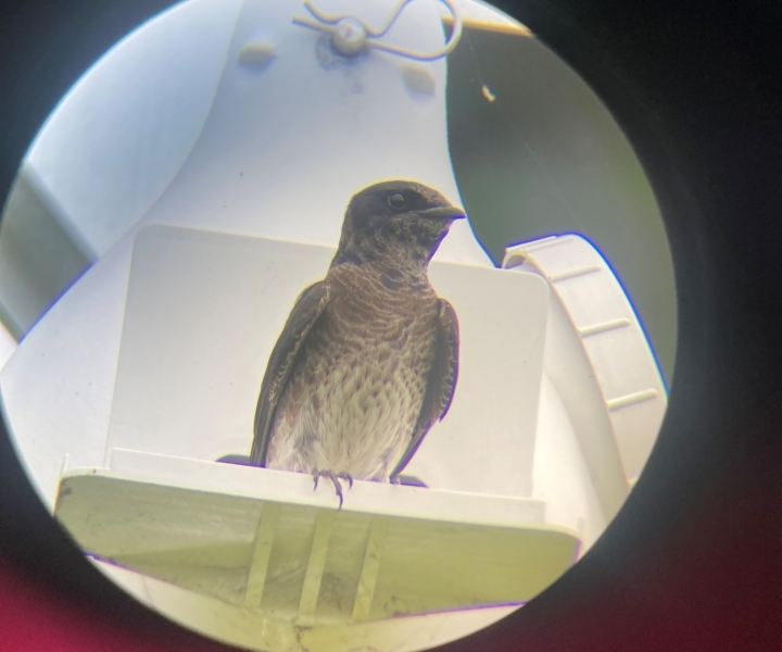 A picture taken through a telescope of a brown speckled bird perched outside a plastic nest structure.