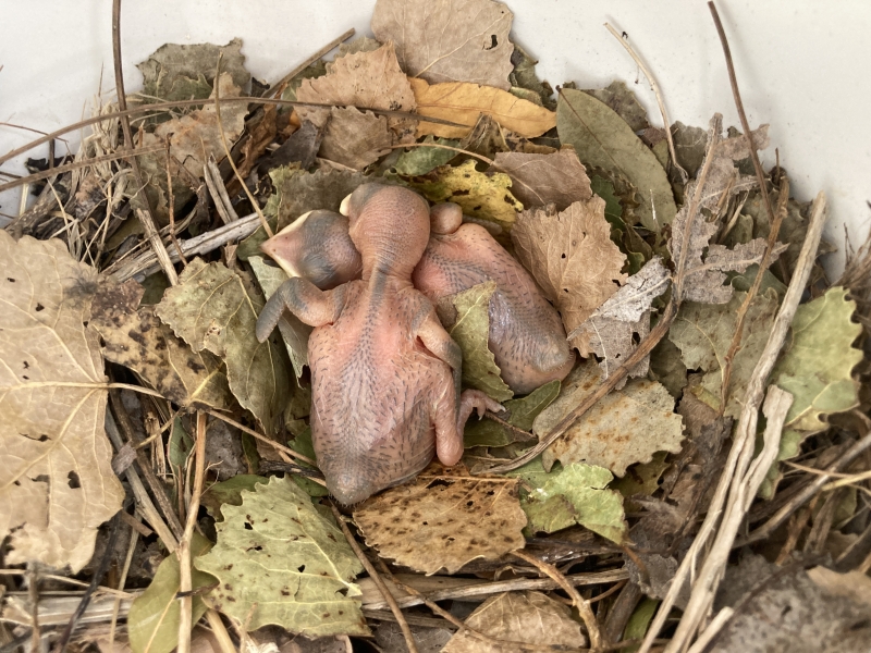 Two small chicks nestle against each other in a nest made of twigs, dried leaves, feathers, and drying green leaves. The nest is inside a plastic structure. The baby birds don't have any feathers yet.