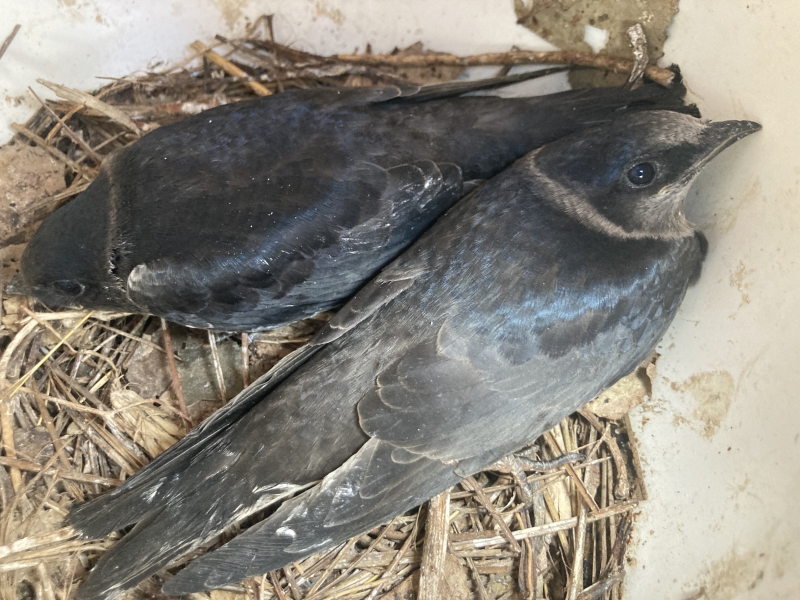 Two chicks nestle against each other in a nest made of twigs and dried leaves. The nest is inside a plastic structure. The baby birds almost look like adult birds.