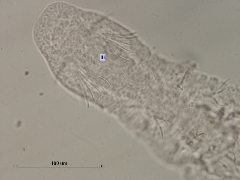photomicrograph of a freshwater oligochaete worm with segments III labelled. There are no chaetae before III, and there is a gap between III and IV. The bundles in III contain five chaetae but there are fewer chaetae in the other bundles.