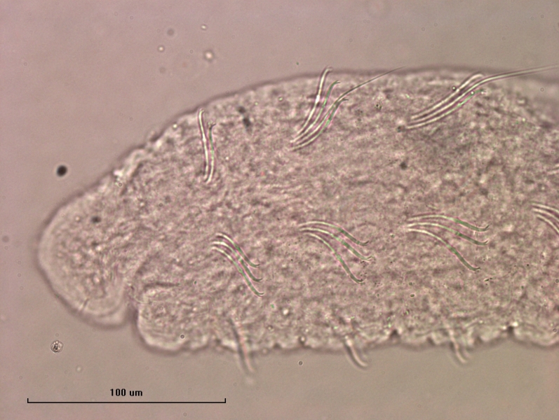 photomicrograph of the head of a freshwater oligochaete worm with slightly curved chaetae with a couple hairs in the upper bundles