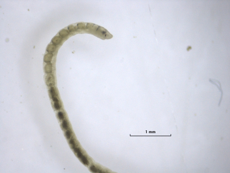 photomicrograph of a freshwater oligochaete worm with eyes and faint gray lines of pigment across top of the first few segments. Scale 1 mm.