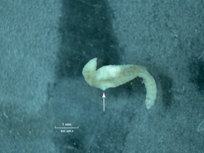 A microscope photograph of a whole worm. There are reproductive features that appear to be bulbous projections in the middle of the body; one has an arrow pointing to it. There is a scale bar labeled "1 mm" and "BSC-109.3."