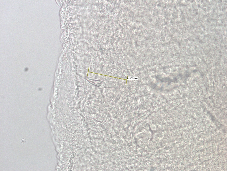 A microscope photograph of a part of a worm showing a specialized chaetae that is spear-shaped with a hollow depression in between the sides. The chaetae is curved at the tip is out of focus. There is a measurement bar labeled "L=97.90 µm."
