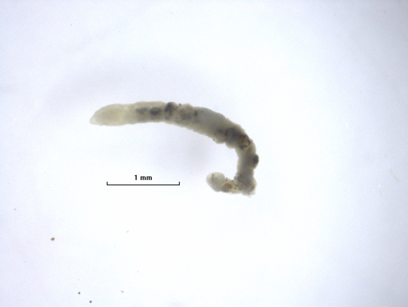 Photomicrograph of a tubificid worm. A scale bar shows 1 mm.