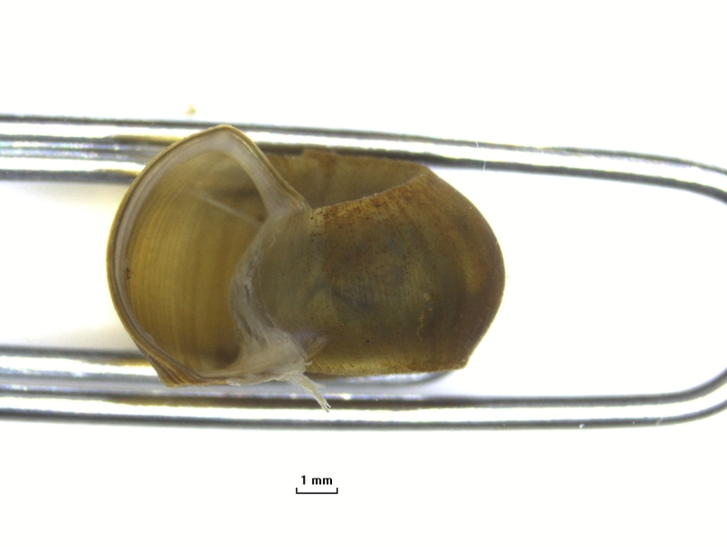 Photomicrograph of a snail shell resting on a paperclip to show the opening. The snail shell is curled but flat on either side. The opening is rounded on the top but pointed on the sides.