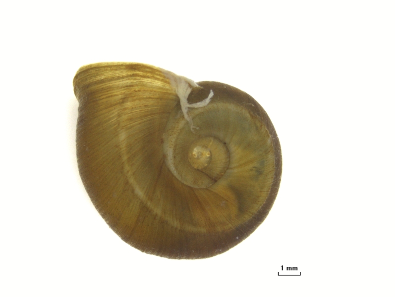 Photomicrograph of the right side of a snail shell. It is curled but flat on either side. There is a ridge along the center of the whorl and the apex is indented.