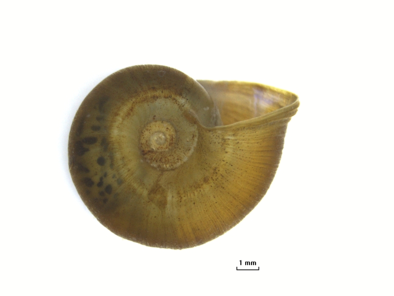 Photomicrograph of the left side of a snail shell. It is curled but flat on either side. There is a ridge along the center of the whorl and the apex is indented.