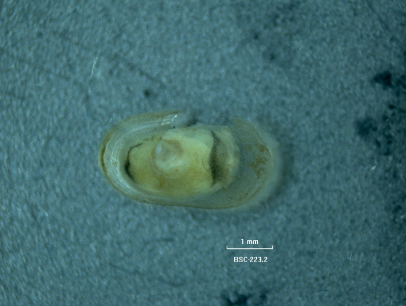 The dorsal aspect of a limpet snail with an oval-shaped, domed shell.