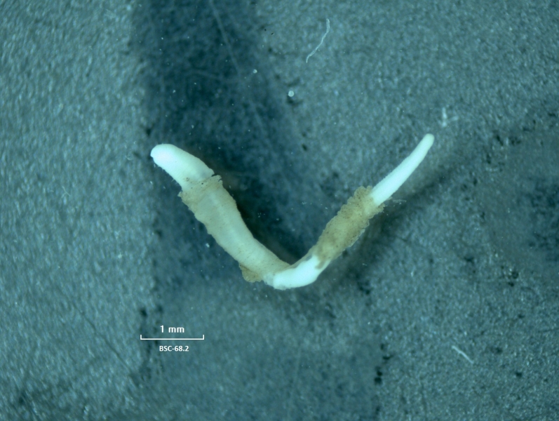 Photomicrograph of a whole freshwater oligochaete worm on a dark background, scale 1 mm. The worm has a sediment tube covering part of it.
