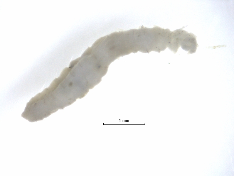 photomicrograph of the front half of a freshwater oligochaete, scale 1 mm