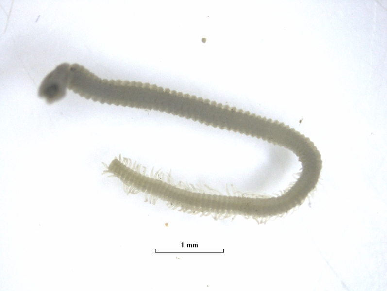 photomicrograph of the back half of a freshwater oligochaete, scale 1 mm. There are finger-like gills coming from each side of the segments in a fringe toward the end