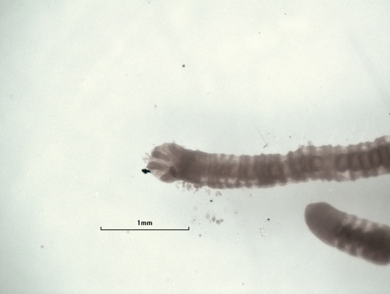 Photomicrograph of the posterior end of an unmounted oligochaete worm with gills in fossa, scale bar 1 mm.