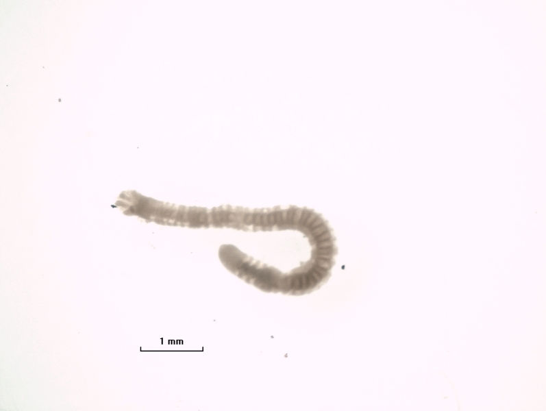Photomicrograph of an unmounted oligochaete worm with gills in fossa, scale bar 1 mm.