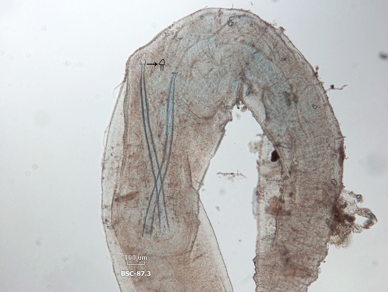 A microscope photo of the front part of a worm bent over in an arch, showing the reproductive organs. The penis sheaths are very long and thin. One of the head plates is perpendicular to the shaft and not easy to distinguish, but the other is small and triangular, the shape is traced over the image to highlight it.