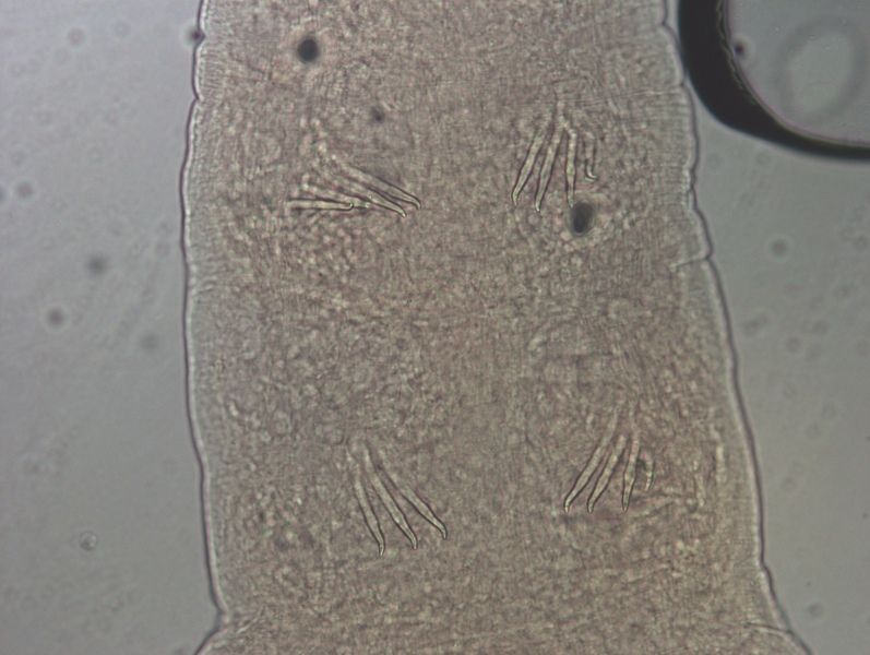 A microscope photo of a part of a worm showing the chaetae of several segments. The upper tooth of the chaetae is bent at an angle and the lower tooth is very hard to see or absent on many of these chaetae.